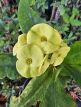 Live Plant &#39;GREEN~YELLOW CROWN &#39; EUPHORBIA, Outdoor &amp; Indoor Plant, Hous... - £19.29 GBP