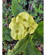 Live Plant &#39;GREEN~YELLOW CROWN &#39; EUPHORBIA, Outdoor &amp; Indoor Plant, Hous... - $24.95