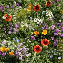 Wildflower Mix Beneficial Ary Blend Flower Garden 1000 Seeds Fresh Seeds USA - £11.13 GBP