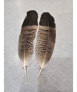 AS12 Pr Pen Raised African Harrier Hawk (Polyboroides Typus) Wing Feather - £55.46 GBP