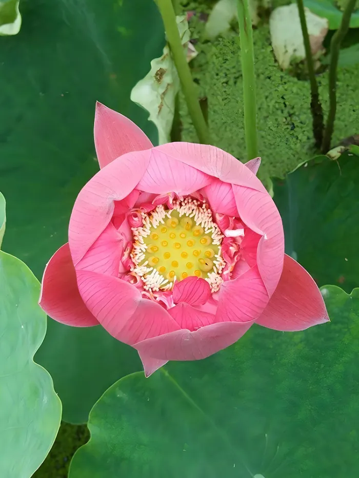 20 Lotus seeds, &#39;Pink Embroidered Ball&#39; series, Large Spherical Flowers - £8.20 GBP