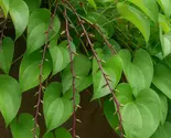 5 Purple Yam Dioscorea Alata Seeds - $13.95