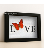 Be Mine Valentine Red Heart Appias Nero Real Butterfly Framed Shadowbox - $58.99
