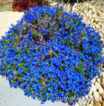 500 pcs Creeping Thyme or Blue Rock CRESS Perennial Ground Cover - £8.76 GBP