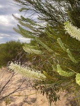 Grevillea Pterospermai (Desert Spider-Flower) 10 Seeds - $10.62