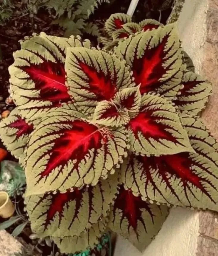 Coleus Seeds Coleus Seeds Colorseeds Seeds 100 Seeds - £6.25 GBP