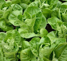 Semilir Little Gem Lettuce Seeds 450 Butterhead Green Salad Garden Fast Grow Fro - £6.95 GBP