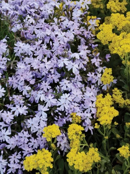 Fresh New Purple Creeping Phlox Flowers Beautiful Grow Garden Planting 2... - £10.35 GBP