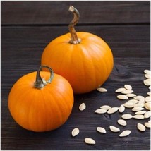 Fresh Small Sugar Pie Pumpkin Seeds 50 Seeds US Seller - $29.56