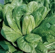 Romaine Lettuce - Bionda Lenta a Montare - 100+ seeds - L 128 - £2.38 GBP