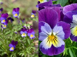 Variety Size Johnny Jump Up Wildflower Helen Mount Tickle My Fancy Seeds - £9.37 GBP+