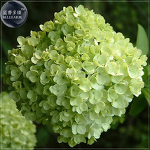 20 Seeds Green Hydrangea Flower Giant Big Blooms Shrubs Garden Fresh - $8.21