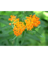 MBK 5 Japanese Arailia Seeds Fast Ship - $18.30 CAD