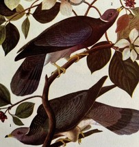 Band Tailed Pigeon Bird 1946 Color Art Print John James Audubon Nature D... - £32.04 GBP