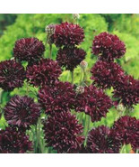 SRN Centaurea Cyanus Black Ball 10 Seeds Garden - $11.27