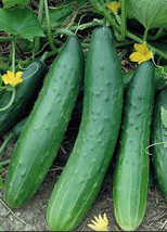 Cucumber Tendergreen Burpless Organic Seeds - $9.98