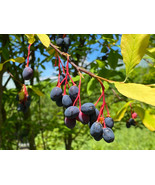 VP Indian Plum Osoberry Oregon Oso Berry Oemleria Cerasiformis Fruit Shr... - £3.76 GBP