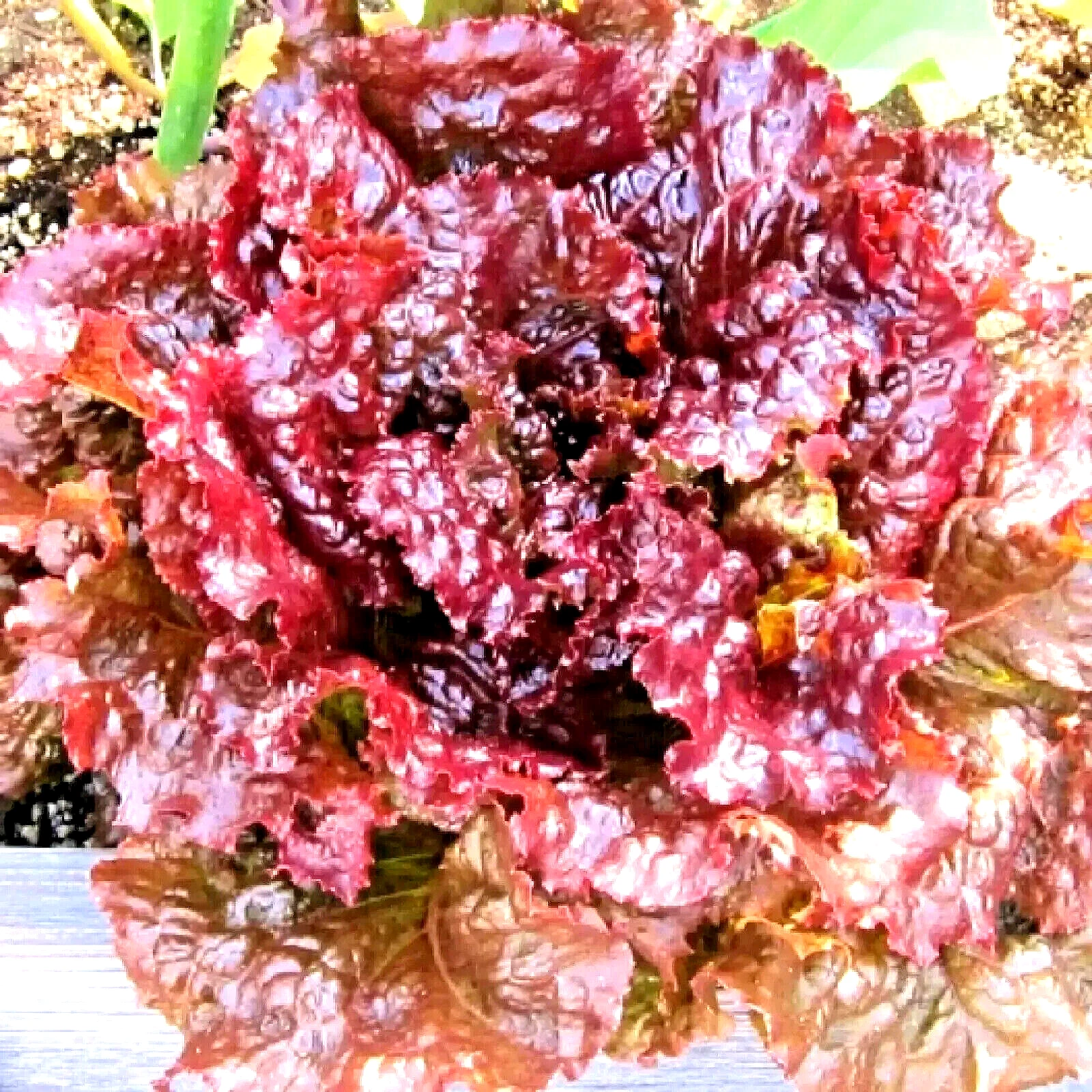 1000+ RUBY LETTUCE SPRING MIX SALADS GARDEN VEGETABLE HARDY HEIRLOOM NON... - $8.34