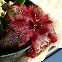 5 Seeds Stapelia Hirsuta Seeds Garden Fresh - £17.95 GBP