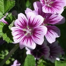 USA SELLER 30 Zebra Hollyhock Melva Perennial Flower Seeds - £16.04 GBP