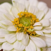 Fresh USA Seller Cream White Zinnia Seeds Fresh Organic Zinnia Elegans Seeds, Wh - £5.98 GBP