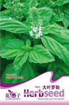 New Fresh Organic Large Leaf Sweet Basil Seeds Pack 50 Seeds / Pack Fragrant Sai - $3.73