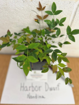 Harbor Dwarf Nandina 4" pot image 5