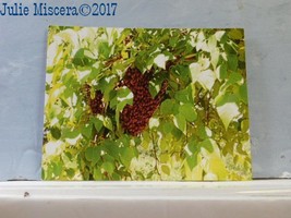 Beekeeping postcards -  Swarm in Tree  - photographic postcard of bee swarm - £0.76 GBP