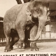 Indian Elephant Tobacco Card Real Photograph Vintage Original - $12.95