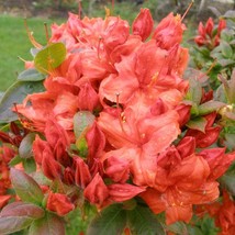 Fireball Deciduous Azalea Rhododendron Well Rooted Starter Plant Vibrant... - £38.07 GBP