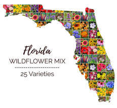 US Seller 1000 Seeds Wildflower Mix Florida Mixs Annuals 25 Flower Types - $10.17