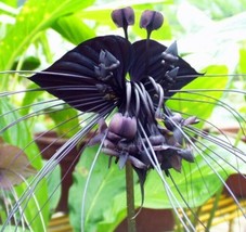 Black Tiger Shall Orchid Seeds Tiger Seeds Orchid Flower Seeds 50 Pcs/Bag - £6.33 GBP