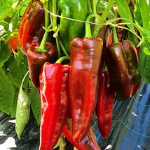 New Fresh Seeds Corno Di Toro Rosso Pepper Seeds 30 Bulls Horn Italian Sweet Red - $4.70