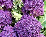 Early Purple Sprouting, Broccoli Seeds 300 Seeds Non-Gmo Fast Shipping - $7.99