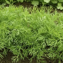 Mammoth Long Island Dill Seeds Herb Cucumber Pickling Plant Basil Thyme Green Ve - £6.36 GBP