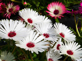 100 Seeds Gelato White Ice Plant Mesembryanthemum Daisy - $15.20