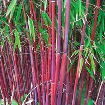 25 Red Bamboo Seeds Privacy Plant Shade Exotic Screen 381 Gardening USA ... - £12.35 GBP