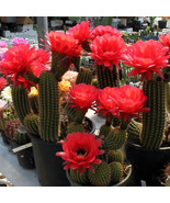 10 Seeds Trichocereus Huasha V Grandiflora Seeds Cactus Succulent Plants... - $8.81