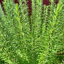 Rosemary Culinary &amp; Herbs Heirloom Seeds Gmo USA SELLER - £10.23 GBP