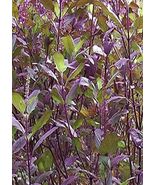 1000 Purple Krishna Tulsi HOLY BASIL Ocimum Sanctum Tenuiflorum Herb Seeds - $5.28