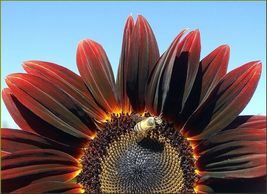 25 Seeds Chocolate Cherry Sunflower Helianthus Annuus Red &amp; Brown Flower - £13.37 GBP