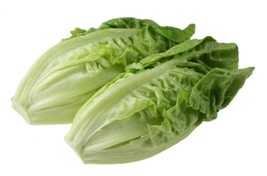 Sell Store 3000 Little Gem Lettuce Small Romaine Butterhead Lactuca Sativa Veget - £7.71 GBP