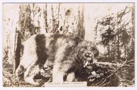 Postcard RPPC The Paw Man Canada - $7.91