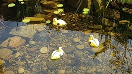 Floating Yellow Cute Duckling Decoys for Koi Pond or Pool Decoration - 3 Pack - £12.62 GBP