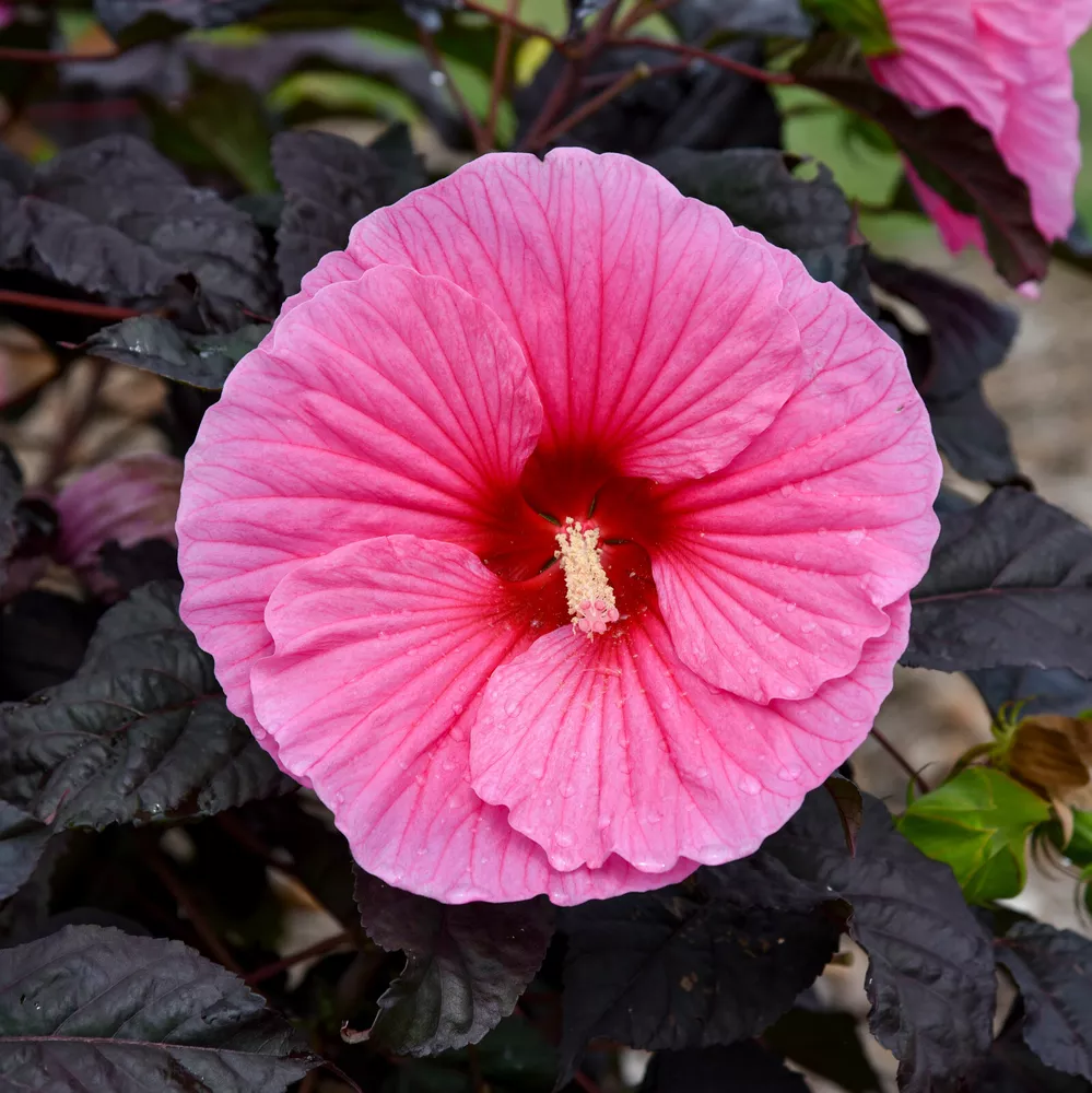 Bush Hibiscus Edge Of Night Big Pink Flower Hardy 2.5&quot;  - $33.28