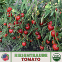  Riesentraube Tomato Seeds, Organic, Open-Pollinated, Non-GMO 10 Seeds - £9.36 GBP