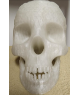 Large 3D Printed Skull - £46.98 GBP