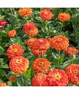 SKM 250 Orange King Zinnia Colorful Fresh Harvest Easy to Grow - $238.32 MXN