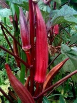 Grow In US Red Burgundy Okra Seeds 30+ Summer Vegetable Garden Culinary - £6.59 GBP