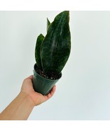 Sanseveria Victoria Whalefin Plant Live Plant In 4 Inch Pot Fresh Garden - $99.98